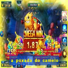 a puxada do camelo no jogo do bicho